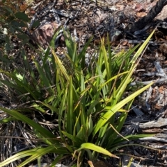 Dianella tasmanica at Numeralla, NSW - 31 Dec 2023