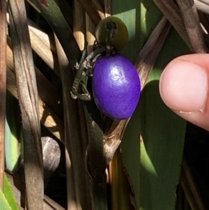 Dianella tasmanica at Numeralla, NSW - 31 Dec 2023