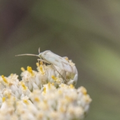 Miridae (family) (Unidentified plant bug) at Piney Ridge - 31 Dec 2023 by SWishart