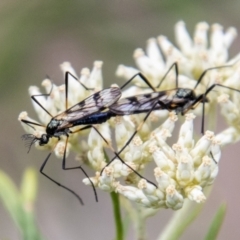 Gynoplistia sp. (genus) (Crane fly) at Piney Ridge - 31 Dec 2023 by SWishart