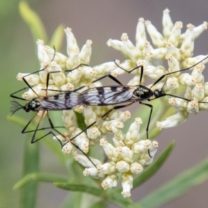 Gynoplistia sp. (genus) at Bluett's Block (BBL) - 31 Dec 2023