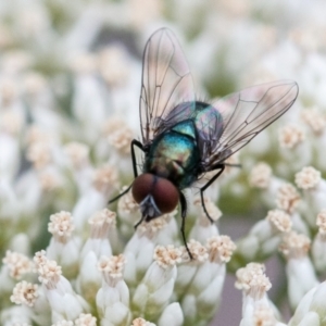 Chrysomya sp. (genus) at Bluett's Block (BBL) - 31 Dec 2023