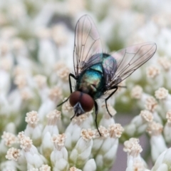 Chrysomya sp. (genus) (A green/blue blowfly) at Denman Prospect, ACT - 31 Dec 2023 by SWishart