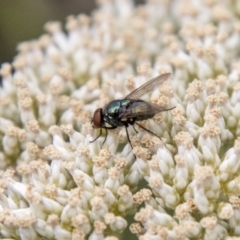 Chrysomya sp. (genus) at Bluett's Block (BBL) - 31 Dec 2023