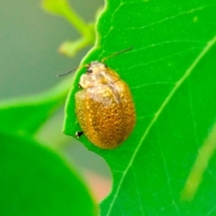 Paropsisterna cloelia (Eucalyptus variegated beetle) at Strathnairn, ACT - 31 Dec 2023 by Thurstan