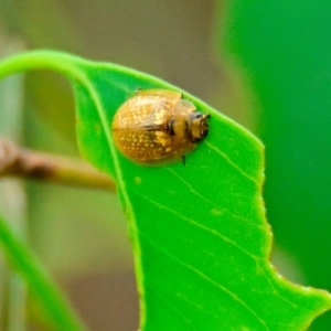 Paropsisterna cloelia at Woodstock Nature Reserve - 1 Jan 2024