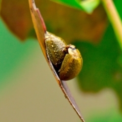 Paropsisterna cloelia at Woodstock Nature Reserve - 1 Jan 2024