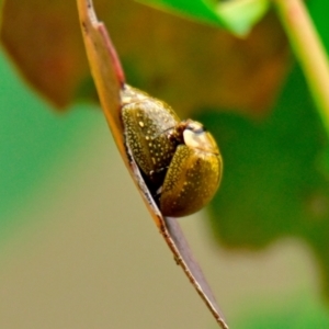 Paropsisterna cloelia at Woodstock Nature Reserve - 1 Jan 2024