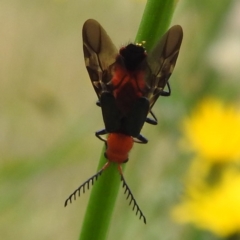 Unidentified Insect at Kambah, ACT - 1 Jan 2024 by HelenCross