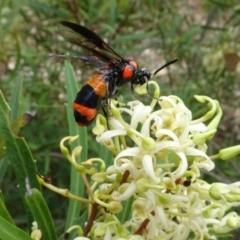 Lophyrotoma interrupta (Cattle Poisoning Sawfly) at Yarralumla, ACT - 31 Dec 2023 by AndyRussell