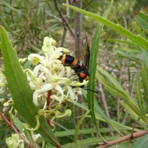 Lophyrotoma interrupta at Sth Tablelands Ecosystem Park - 31 Dec 2023