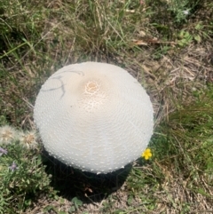 Macrolepiota dolichaula (Macrolepiota dolichaula) at Black Flat at Corrowong - 31 Dec 2023 by BlackFlat