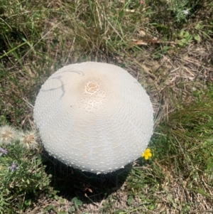 Macrolepiota dolichaula at Black Flat at Corrowong - 31 Dec 2023