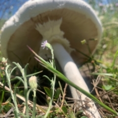 Macrolepiota dolichaula at Black Flat at Corrowong - 31 Dec 2023