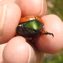 Anoplognathus brunnipennis (Green-tailed Christmas beetle) at Kambah, ACT - 1 Jan 2024 by HelenCross