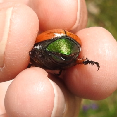 Anoplognathus brunnipennis (Green-tailed Christmas beetle) at Lions Youth Haven - Westwood Farm - 1 Jan 2024 by HelenCross