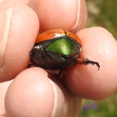 Anoplognathus brunnipennis (Green-tailed Christmas beetle) at Lions Youth Haven - Westwood Farm - 1 Jan 2024 by HelenCross