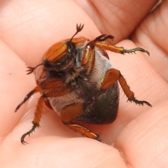 Anoplognathus brunnipennis at Lions Youth Haven - Westwood Farm A.C.T. - 1 Jan 2024