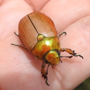 Anoplognathus brunnipennis at Lions Youth Haven - Westwood Farm - 1 Jan 2024