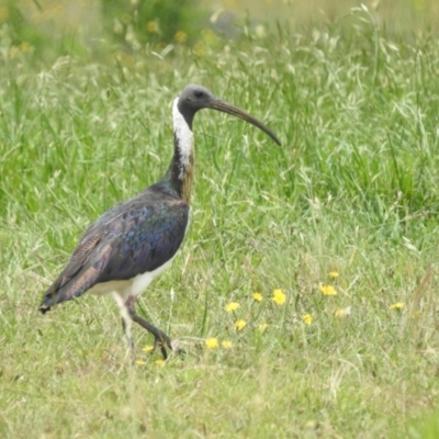 Threskiornis spinicollis (Straw-necked Ibis) at Lions Youth Haven - Westwood Farm - 1 Jan 2024 by HelenCross