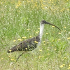 Threskiornis spinicollis at Lions Youth Haven - Westwood Farm A.C.T. - 1 Jan 2024