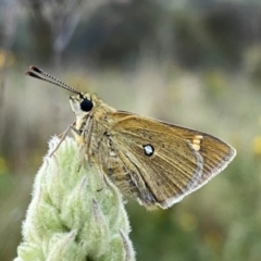 Trapezites luteus (Yellow Ochre, Rare White-spot Skipper) at Wandiyali-Environa Conservation Area - 28 Dec 2023 by Wandiyali