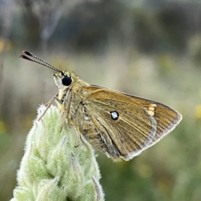 Trapezites luteus (Yellow Ochre, Rare White-spot Skipper) at Googong, NSW - 27 Dec 2023 by Wandiyali