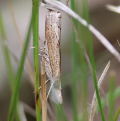 Culladia cuneiferellus (Crambinae moth) at Deakin, ACT - 28 Dec 2023 by LisaH