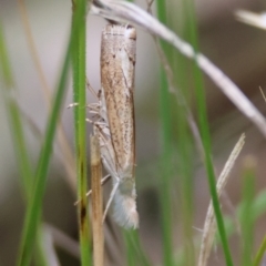 Culladia cuneiferellus (Crambinae moth) at Hughes Grassy Woodland - 28 Dec 2023 by LisaH