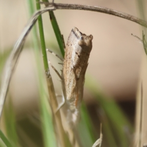 Culladia cuneiferellus at Hughes Grassy Woodland - 28 Dec 2023 12:08 PM