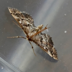 Nacoleia rhoeoalis (A Crambid moth (Spilomelinae) at Hughes, ACT - 30 Dec 2023 by LisaH