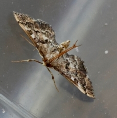 Nacoleia rhoeoalis (Spilomelinae) at Hughes, ACT - 29 Dec 2023 by LisaH