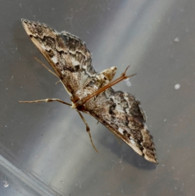 Nacoleia rhoeoalis (A Crambid moth (Spilomelinae) at Hughes, ACT - 30 Dec 2023 by LisaH