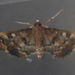 Nacoleia rhoeoalis at Hughes, ACT - 30 Dec 2023