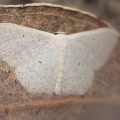 Scopula (genus) (A wave moth) at Red Hill to Yarralumla Creek - 31 Dec 2023 by LisaH