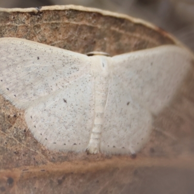 Scopula (genus) (A wave moth) at Hughes Grassy Woodland - 31 Dec 2023 by LisaH