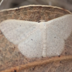 Scopula (genus) at GG165 - 31 Dec 2023