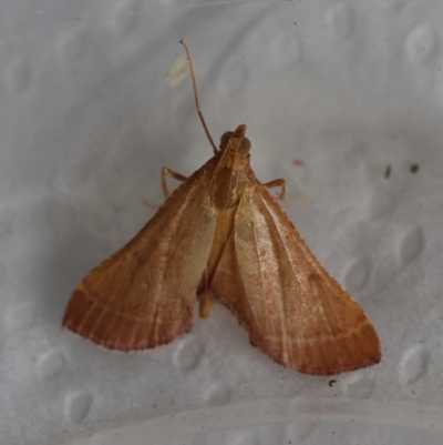 Endotricha ignealis (A Pyralid moth (Endotrichinae)) at Hughes, ACT - 31 Dec 2023 by LisaH
