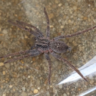 Mituliodon tarantulinus (Prowling Spider) at Hughes, ACT - 31 Dec 2023 by LisaH