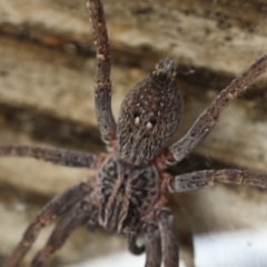 Mituliodon tarantulinus at Hughes, ACT - 31 Dec 2023