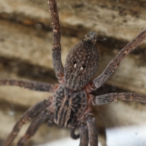 Mituliodon tarantulinus at Hughes, ACT - 31 Dec 2023