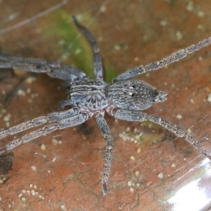 Mituliodon tarantulinus at Hughes, ACT - 31 Dec 2023