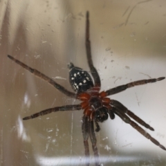 Mituliodon tarantulinus at Hughes, ACT - suppressed