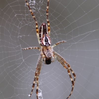 Plebs bradleyi (Enamelled spider) at Red Hill to Yarralumla Creek - 31 Dec 2023 by LisaH