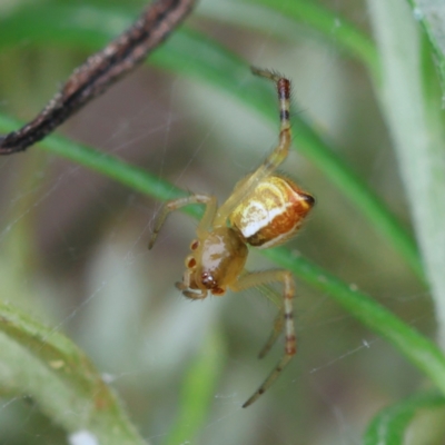 Theridion pyramidale (Tangle-web spider) at Hughes Grassy Woodland - 31 Dec 2023 by LisaH
