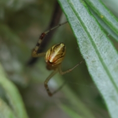 Theridion pyramidale at Hughes Grassy Woodland - 31 Dec 2023 01:26 PM