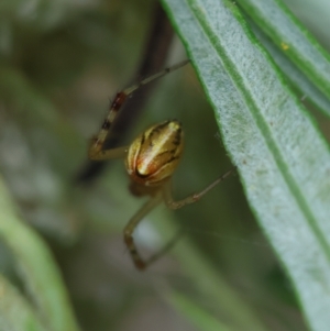 Theridion pyramidale at Hughes Grassy Woodland - 31 Dec 2023