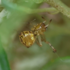 Theridion pyramidale at Hughes Grassy Woodland - 31 Dec 2023