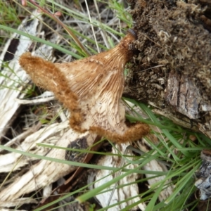 Lentinus fasciatus at Cooma North Ridge Reserve - 31 Dec 2023