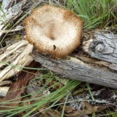 Lentinus fasciatus at Cooma North Ridge Reserve - 31 Dec 2023 01:35 PM